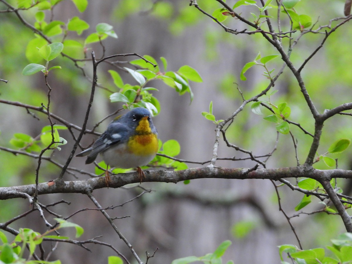 Northern Parula - ML617155325