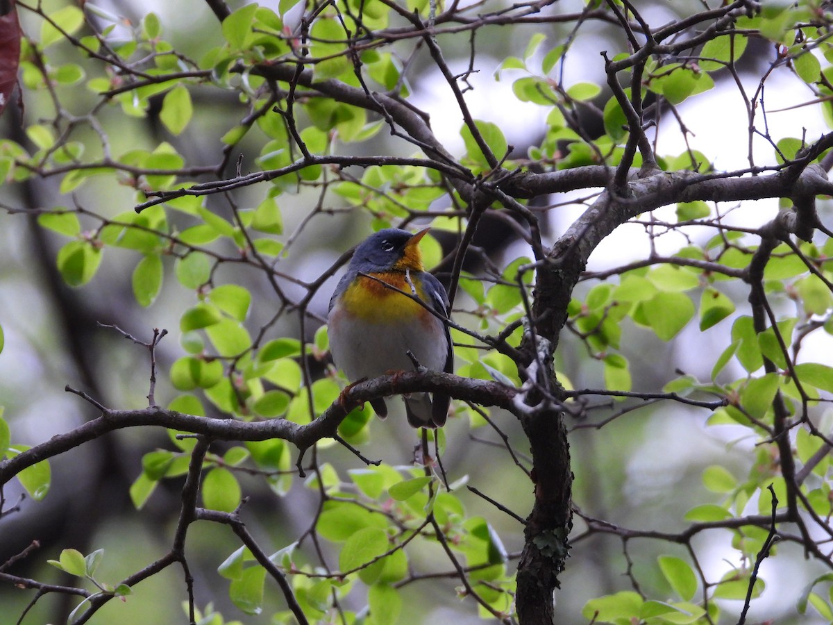 Northern Parula - ML617155326