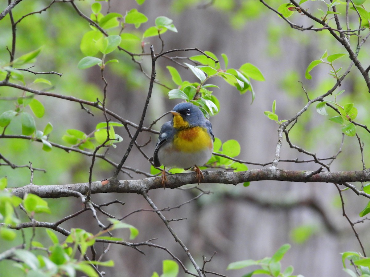 Northern Parula - ML617155327