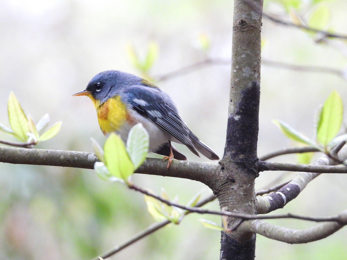 Northern Parula - ML617155328