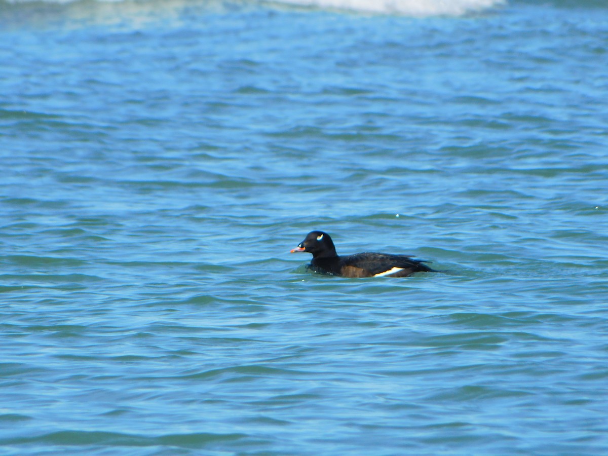 White-winged Scoter - ML617155331