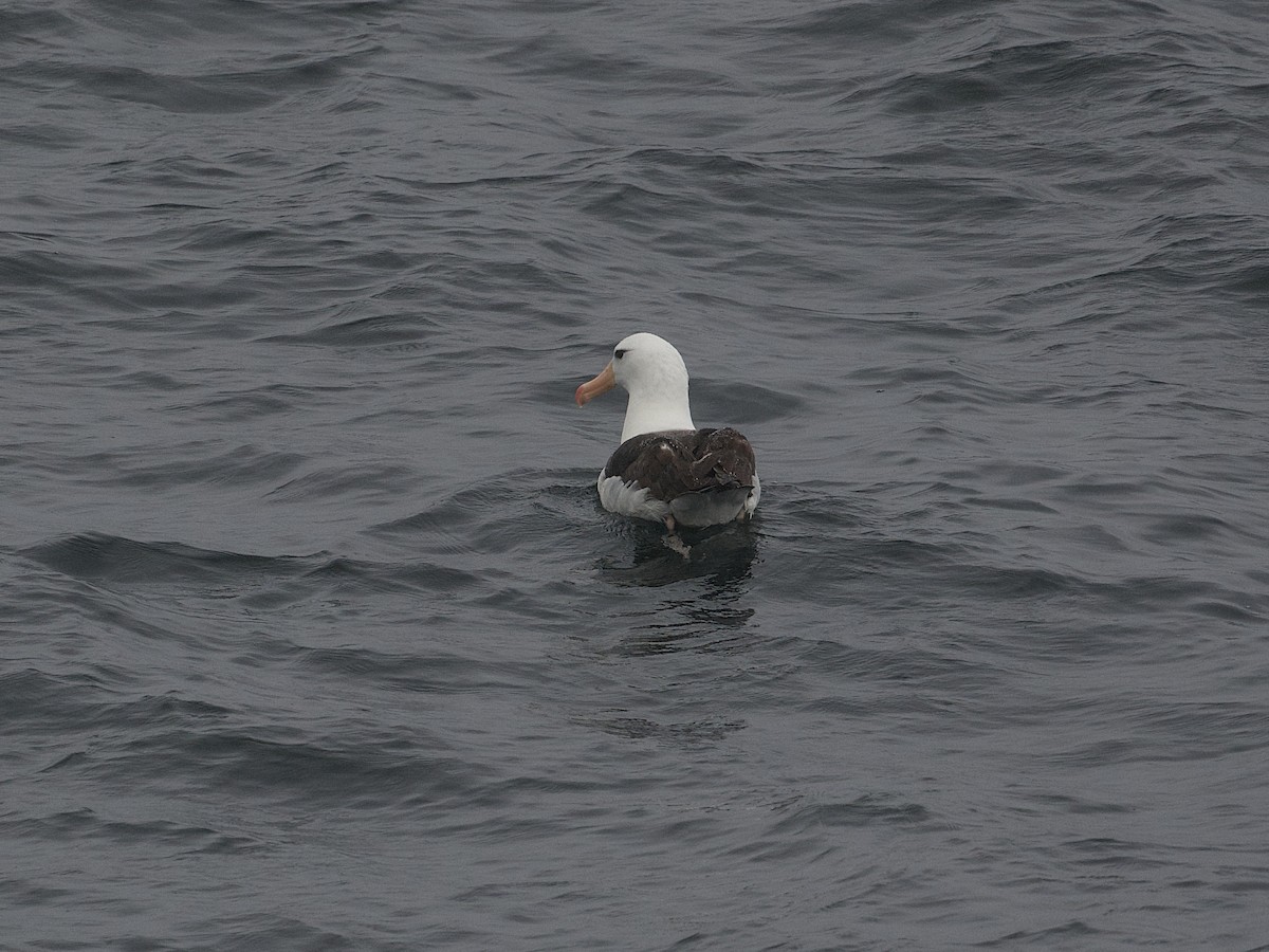 Black-browed Albatross - ML617155361