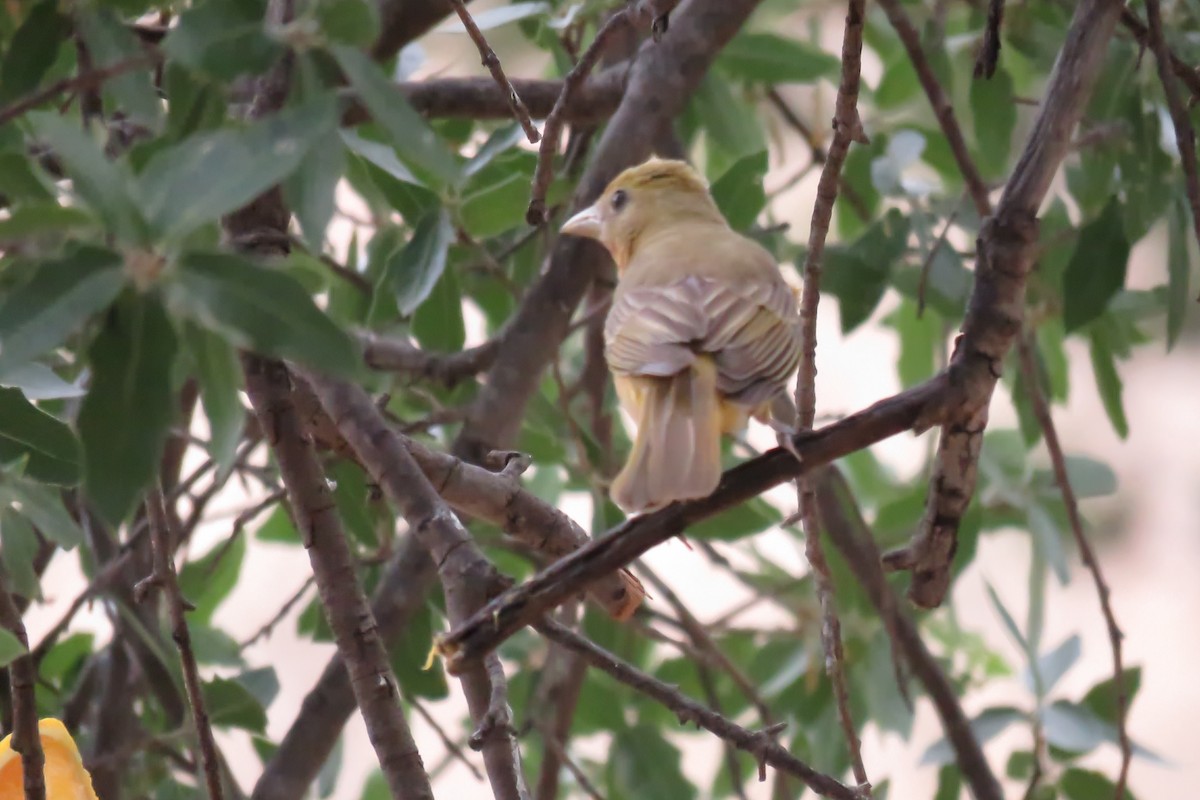 Summer Tanager - Florence King