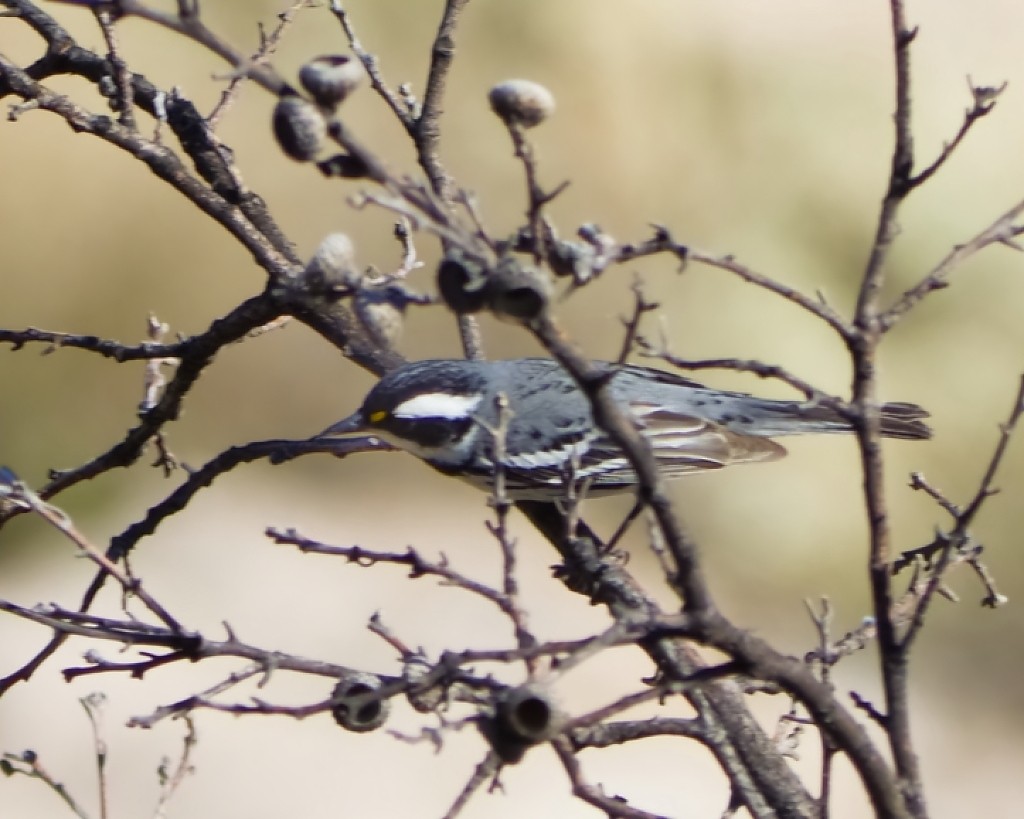 Black-throated Gray Warbler - Mark Conner