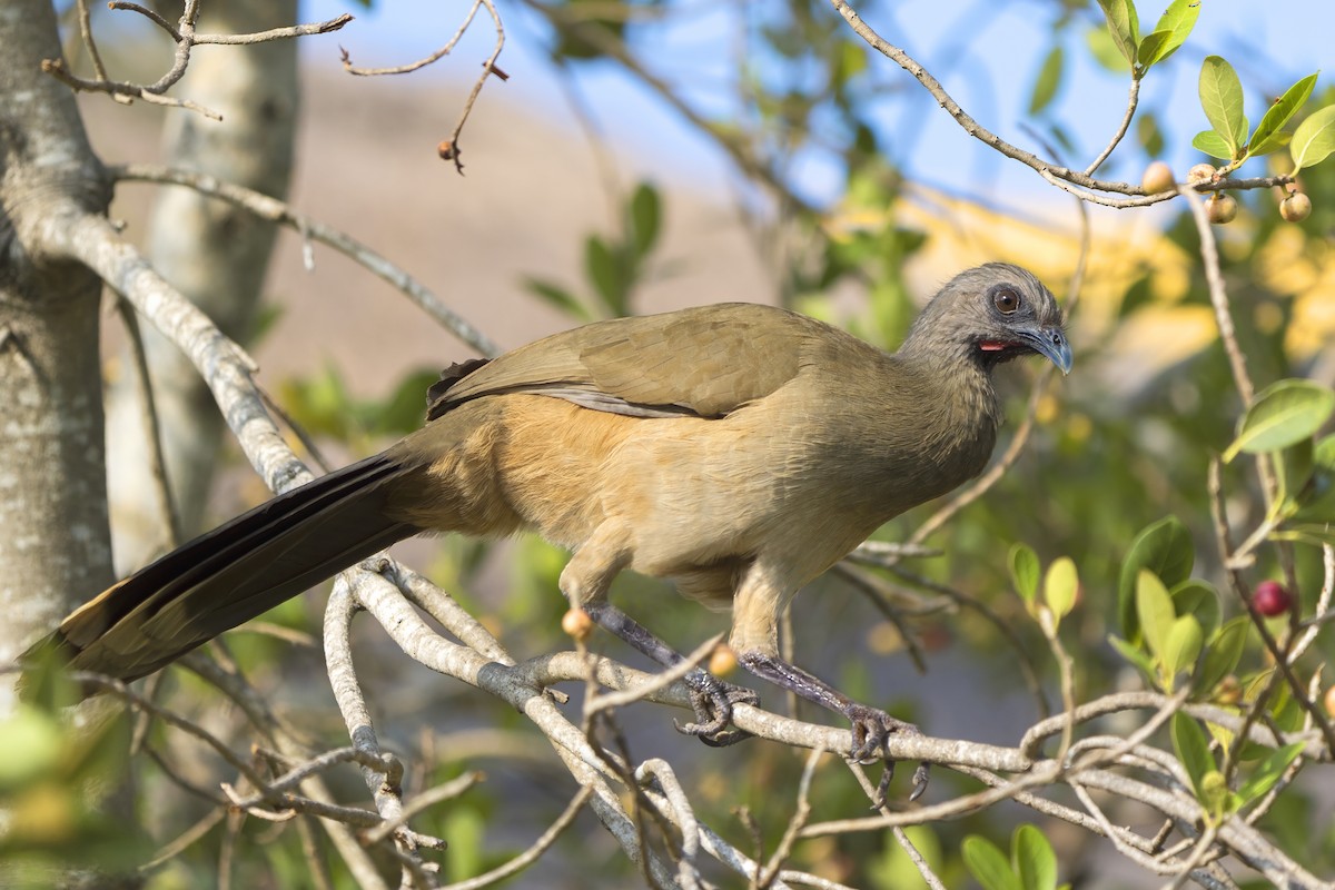 Plain Chachalaca - ML617155450