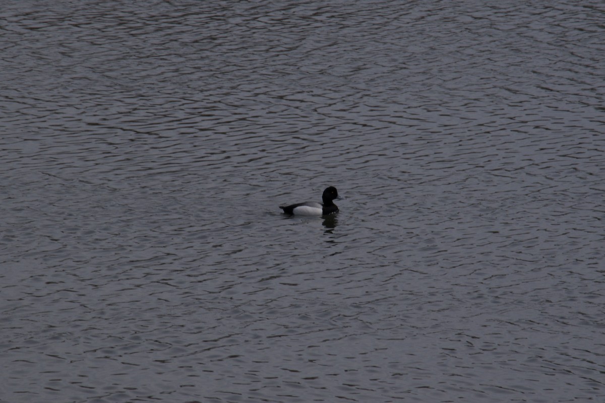 Greater Scaup - ML617155454