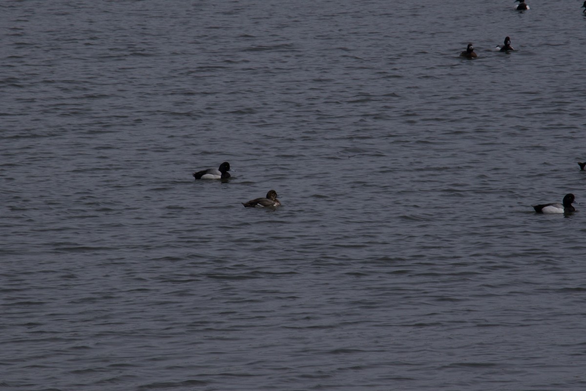 Greater Scaup - ML617155464