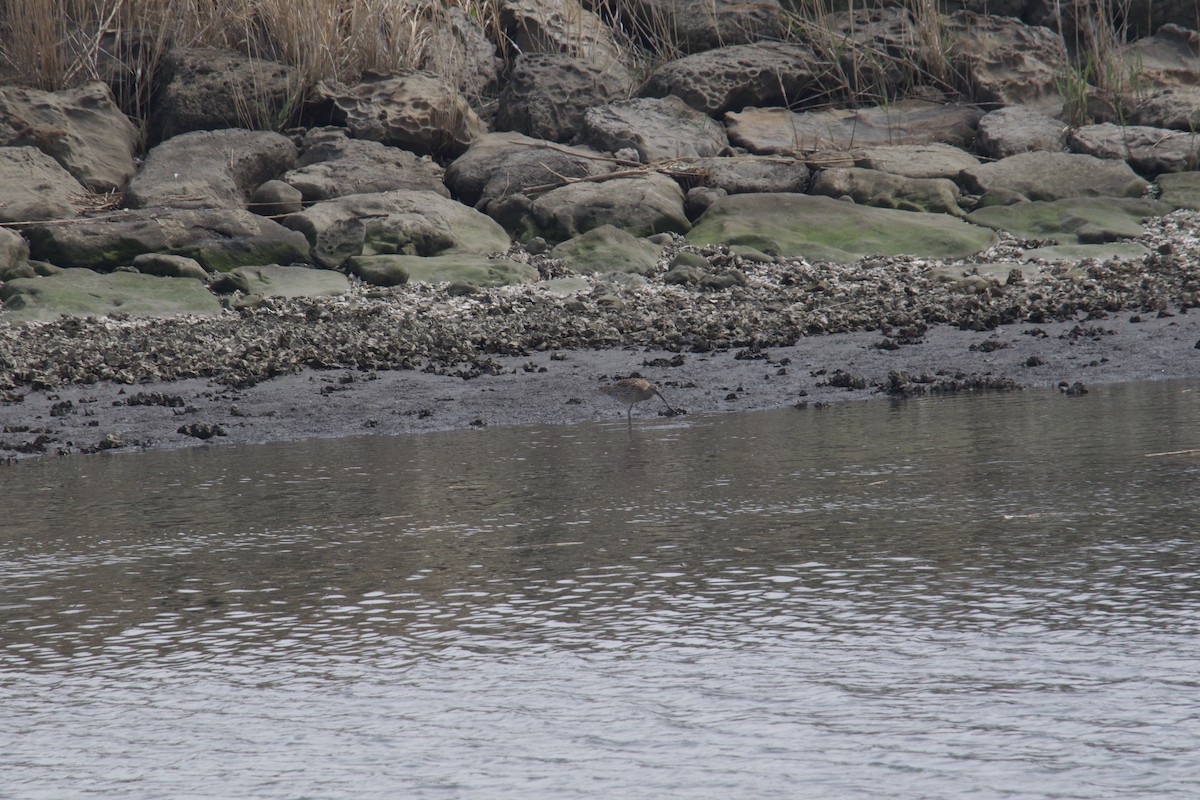 Far Eastern Curlew - ML617155536