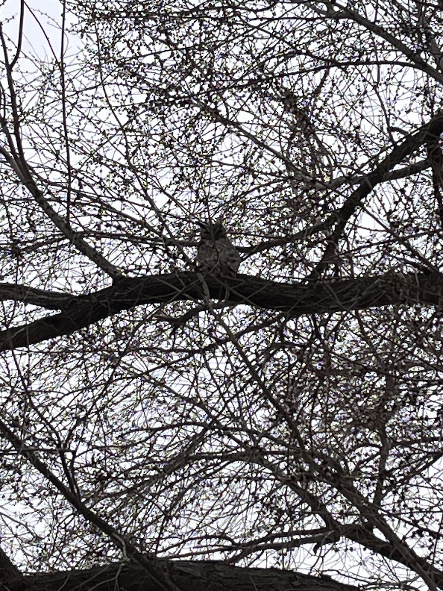 Great Horned Owl - ML617155547