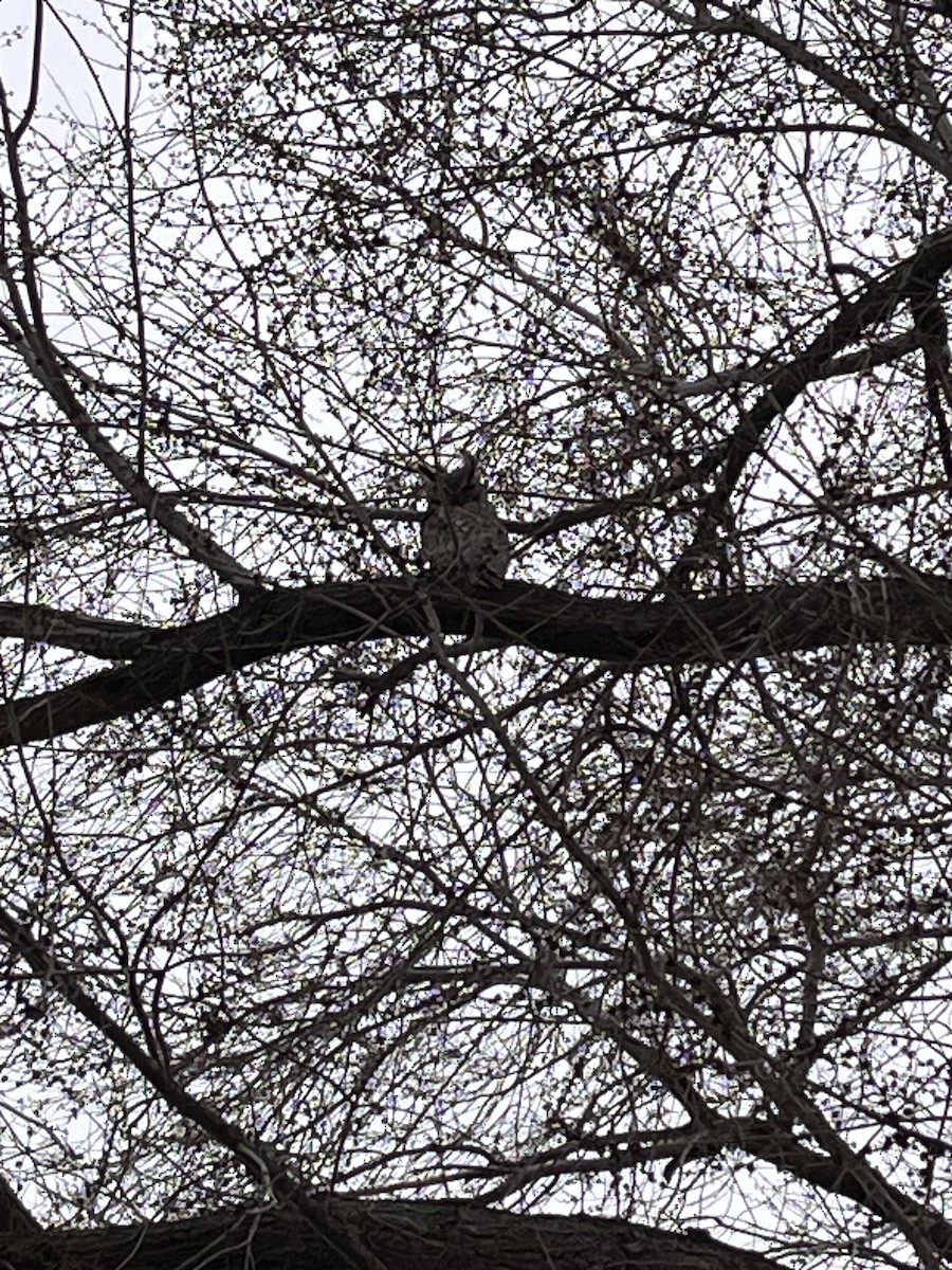Great Horned Owl - ML617155550