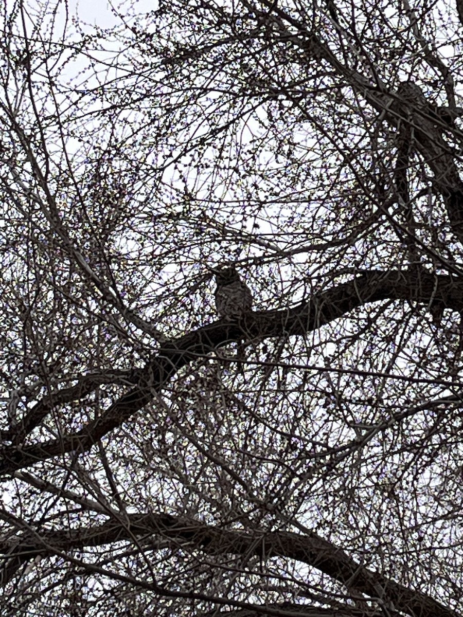 Great Horned Owl - ML617155552