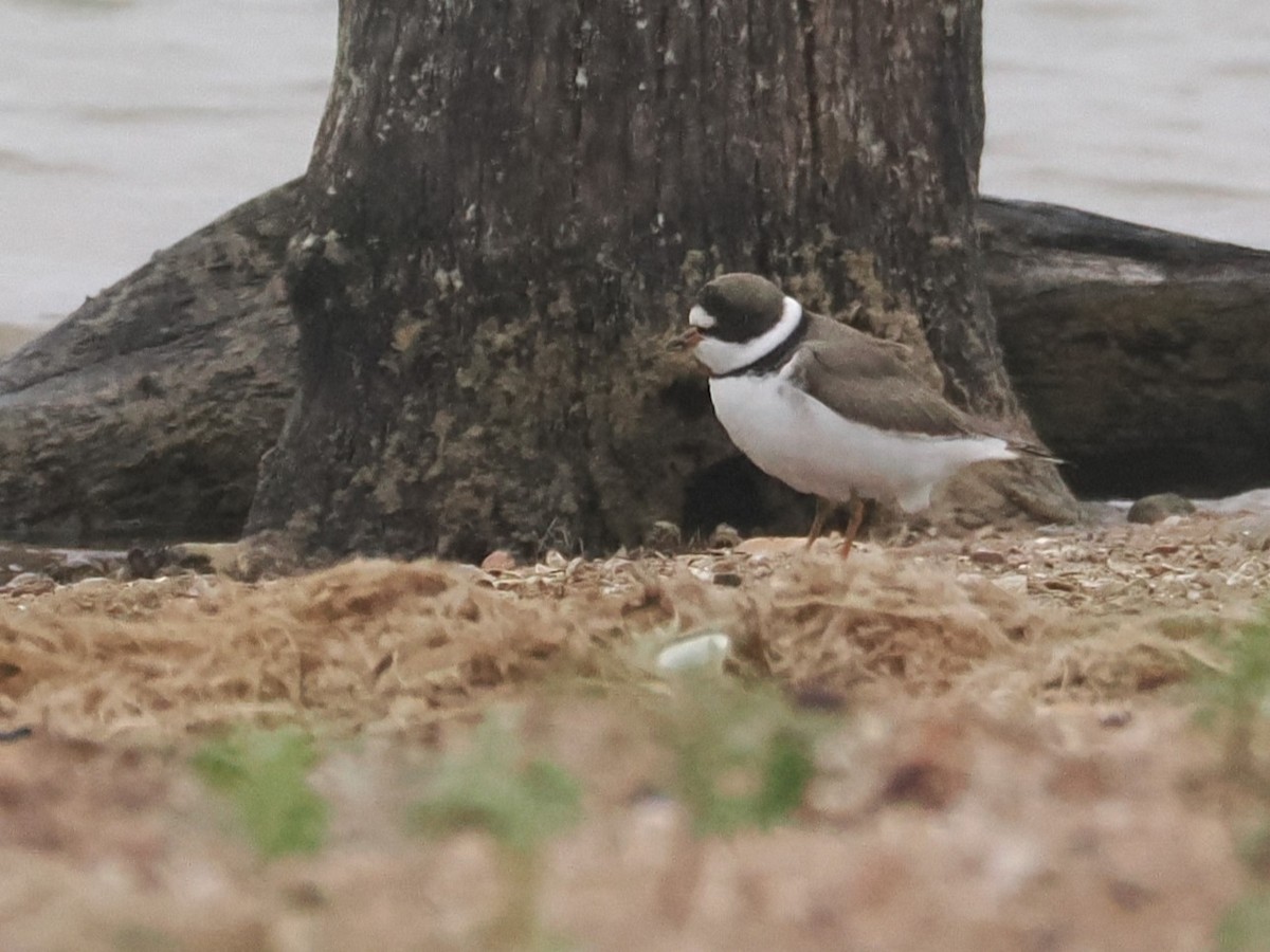 Semipalmated Plover - ML617155556
