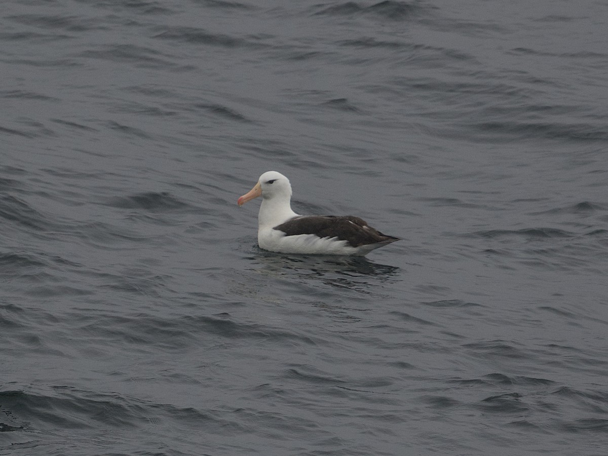 Black-browed Albatross - ML617155559