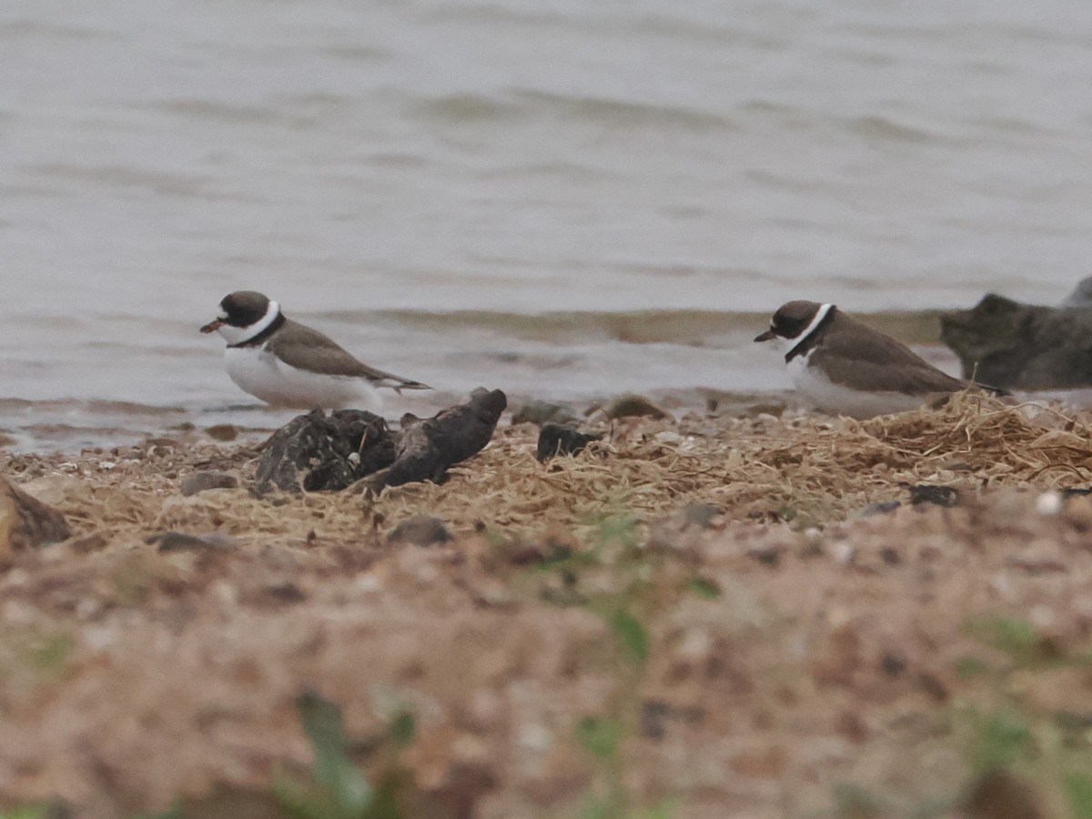Semipalmated Plover - ML617155565