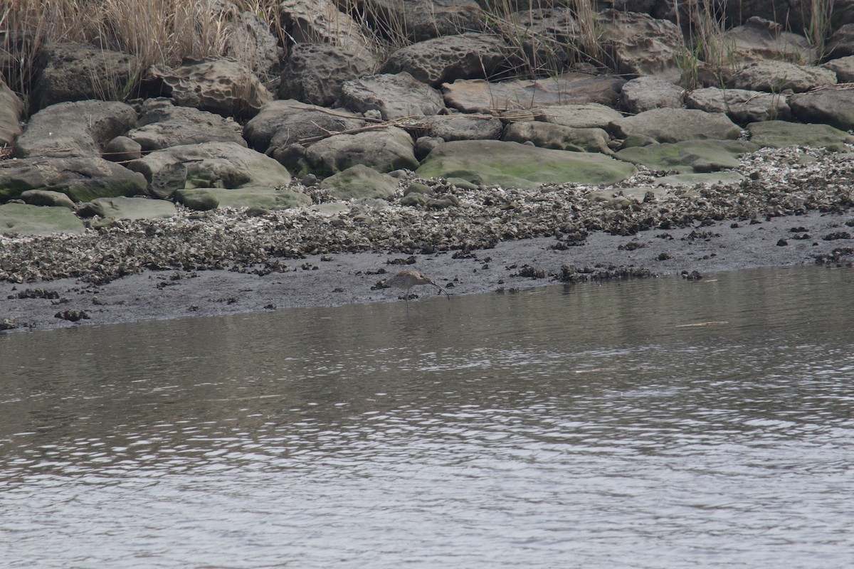 Far Eastern Curlew - ML617155591