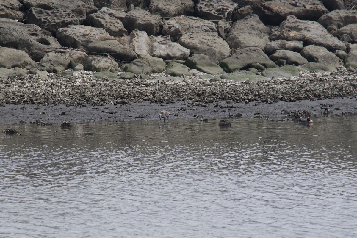 Far Eastern Curlew - ML617155672