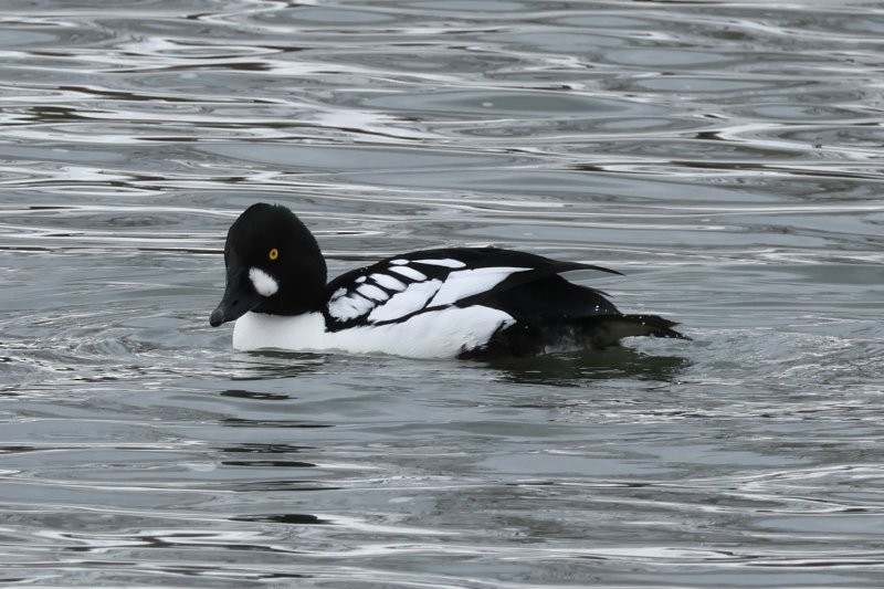 Common x Barrow's Goldeneye (hybrid) - ML617155681