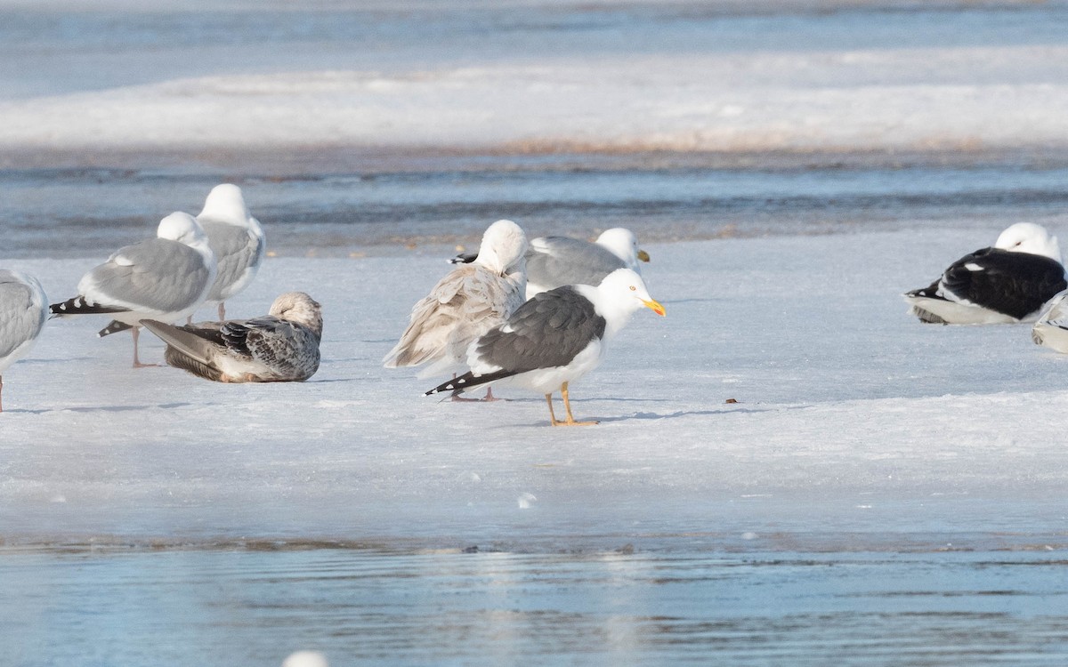 Lesser Black-backed Gull - ML617155732