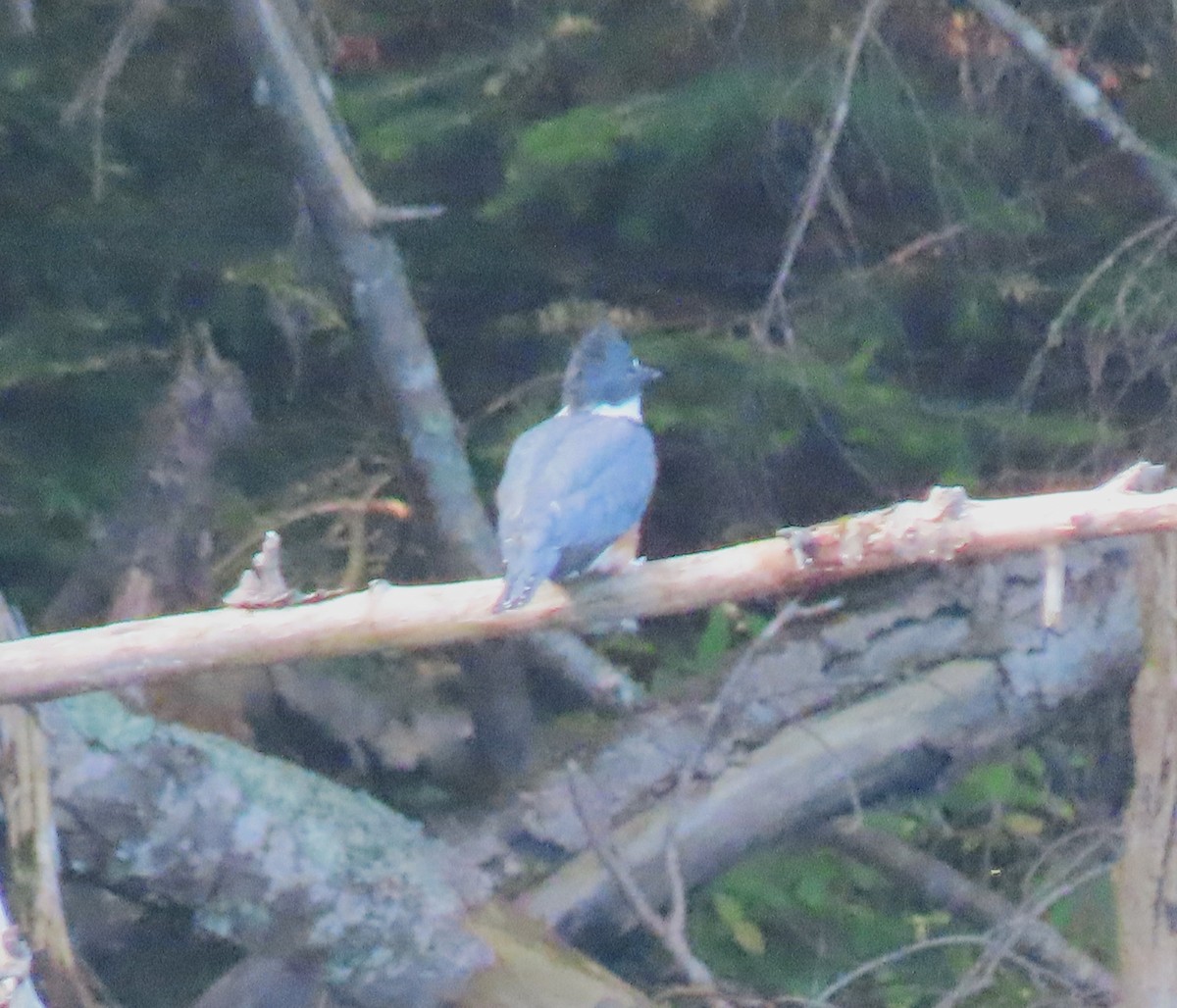 Belted Kingfisher - ML617155733
