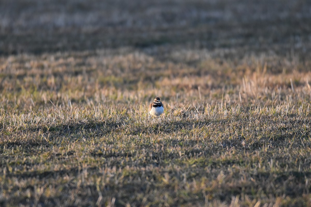 Killdeer - ML617155760