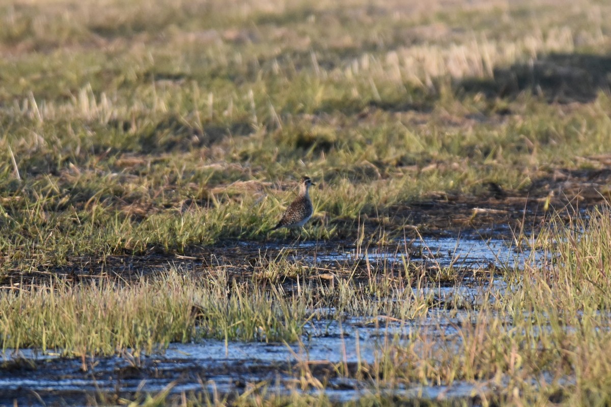 American Golden-Plover - ML617155808