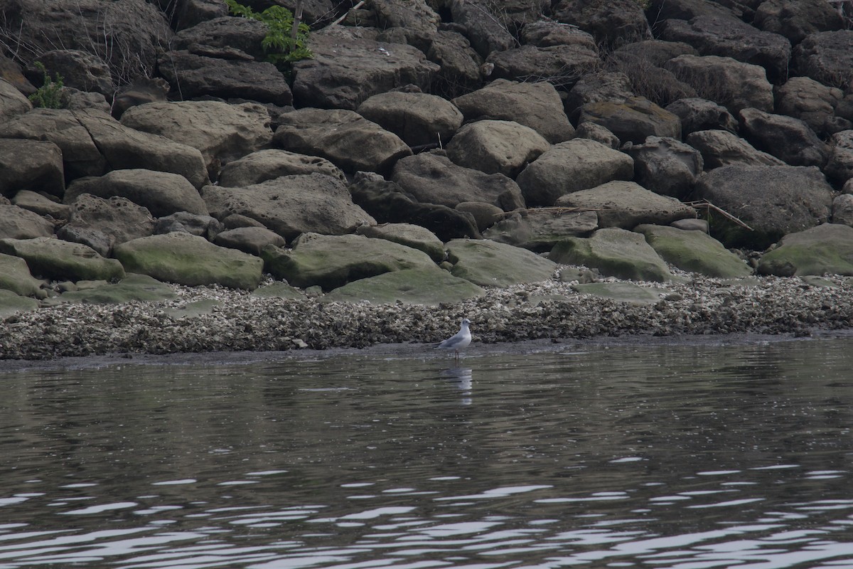 Black-headed Gull - ML617155968