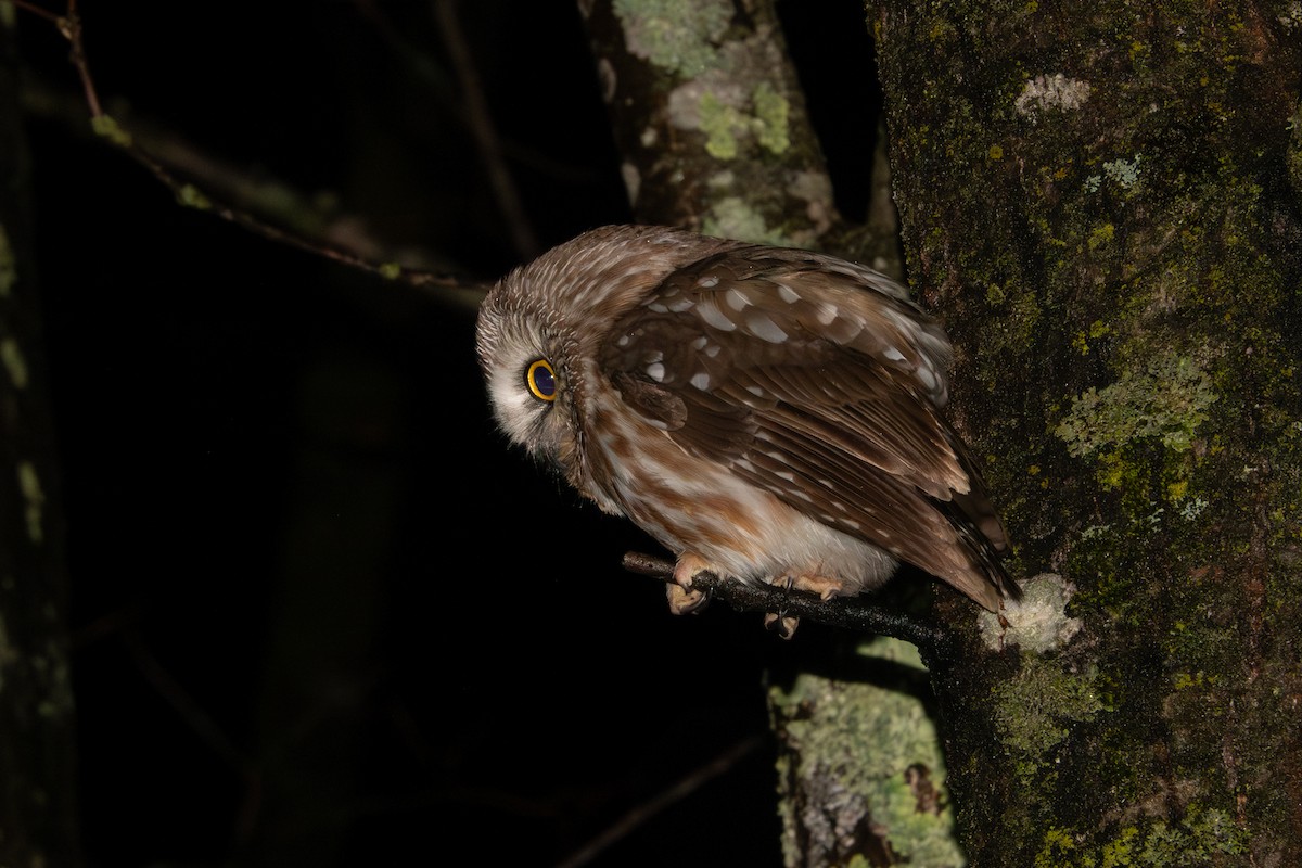 Northern Saw-whet Owl - ML617156031