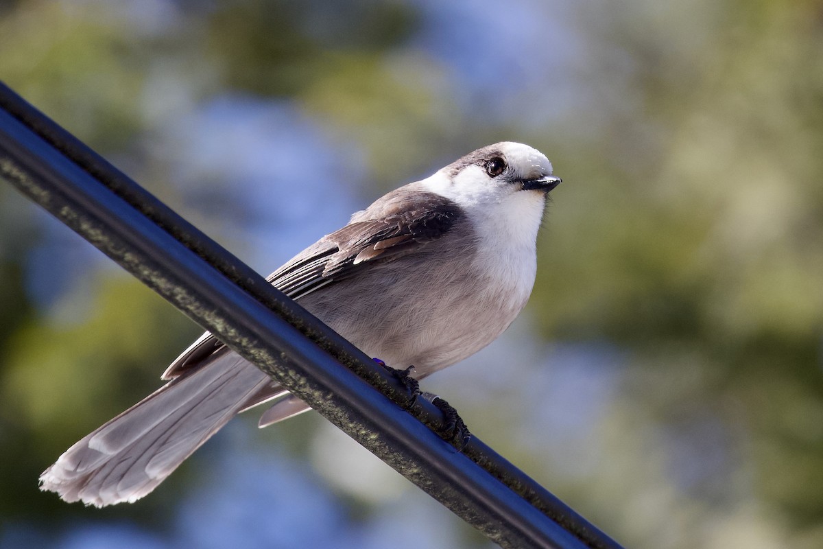 Canada Jay - ML617156050