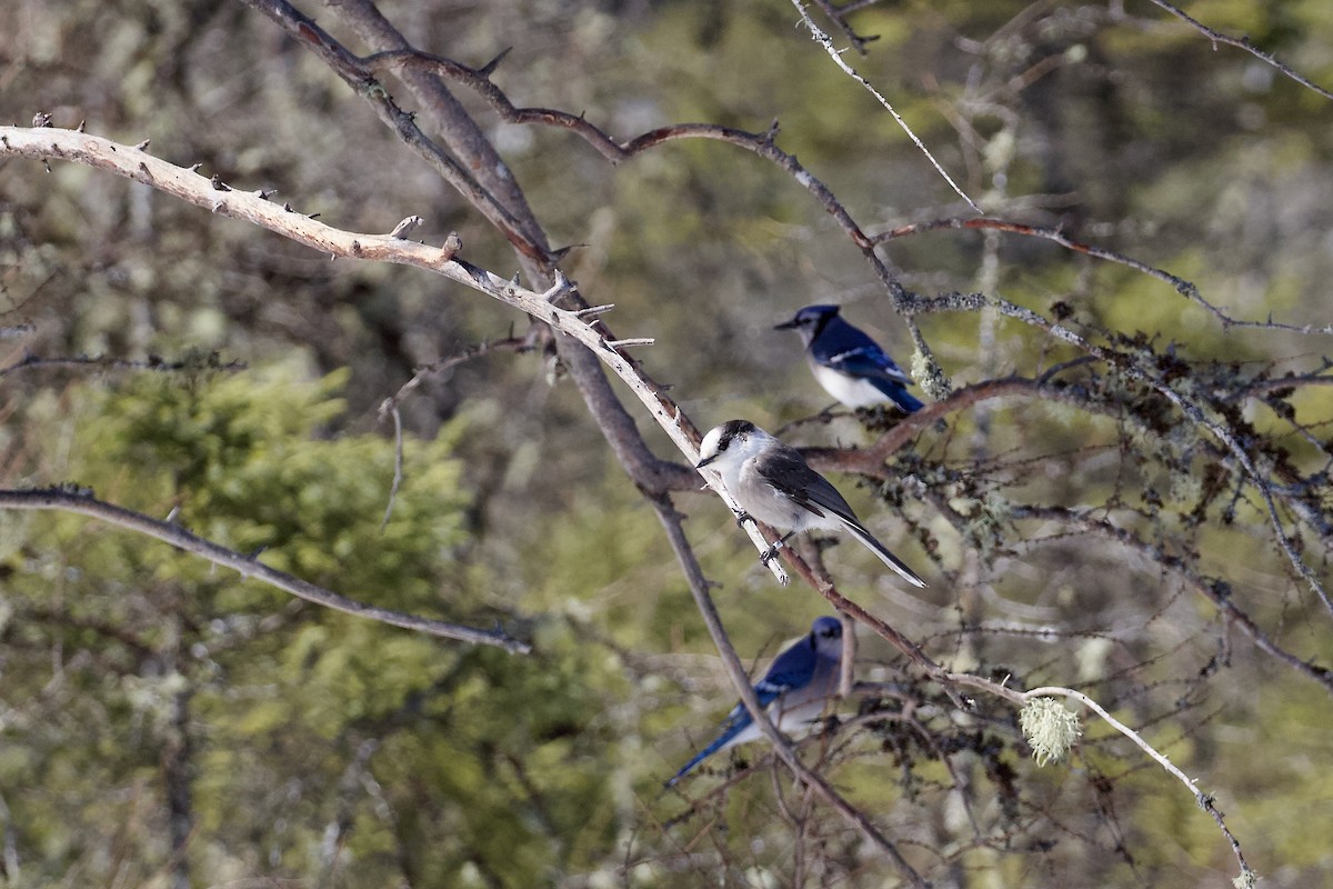 Canada Jay - ML617156051