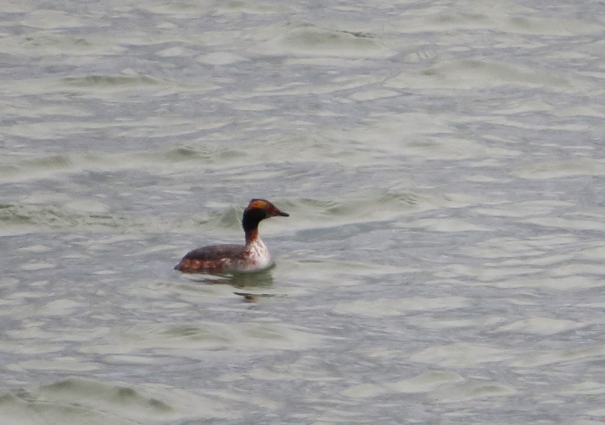 Horned Grebe - ML617156055