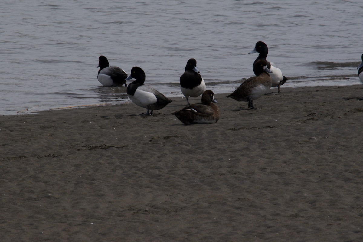 Greater Scaup - ML617156057