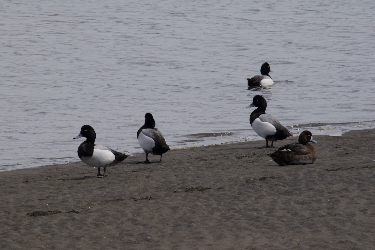 Greater Scaup - ML617156083