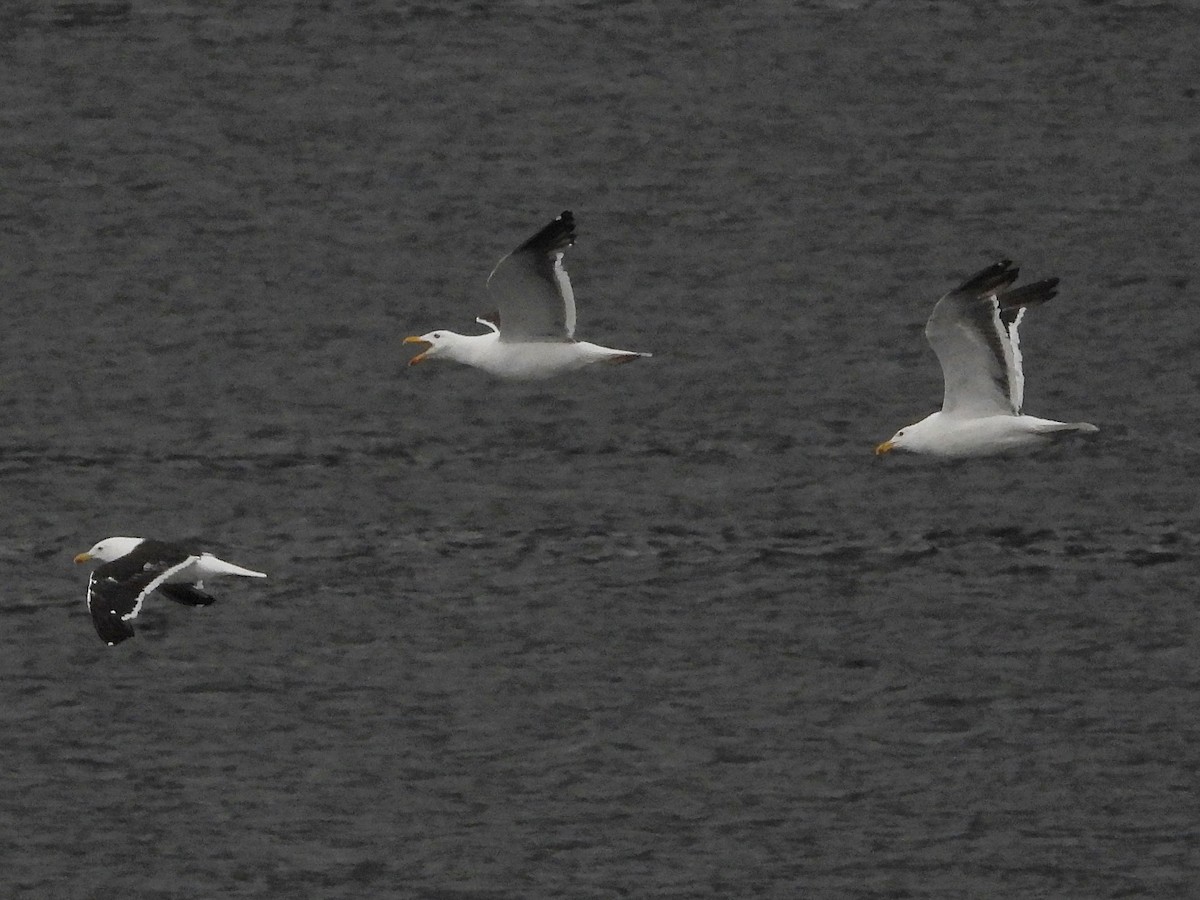 Kelp Gull - ML617156084