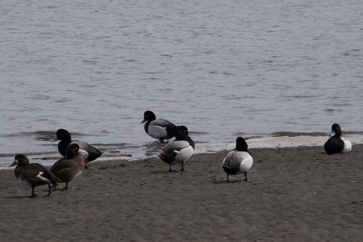 Greater Scaup - ML617156086
