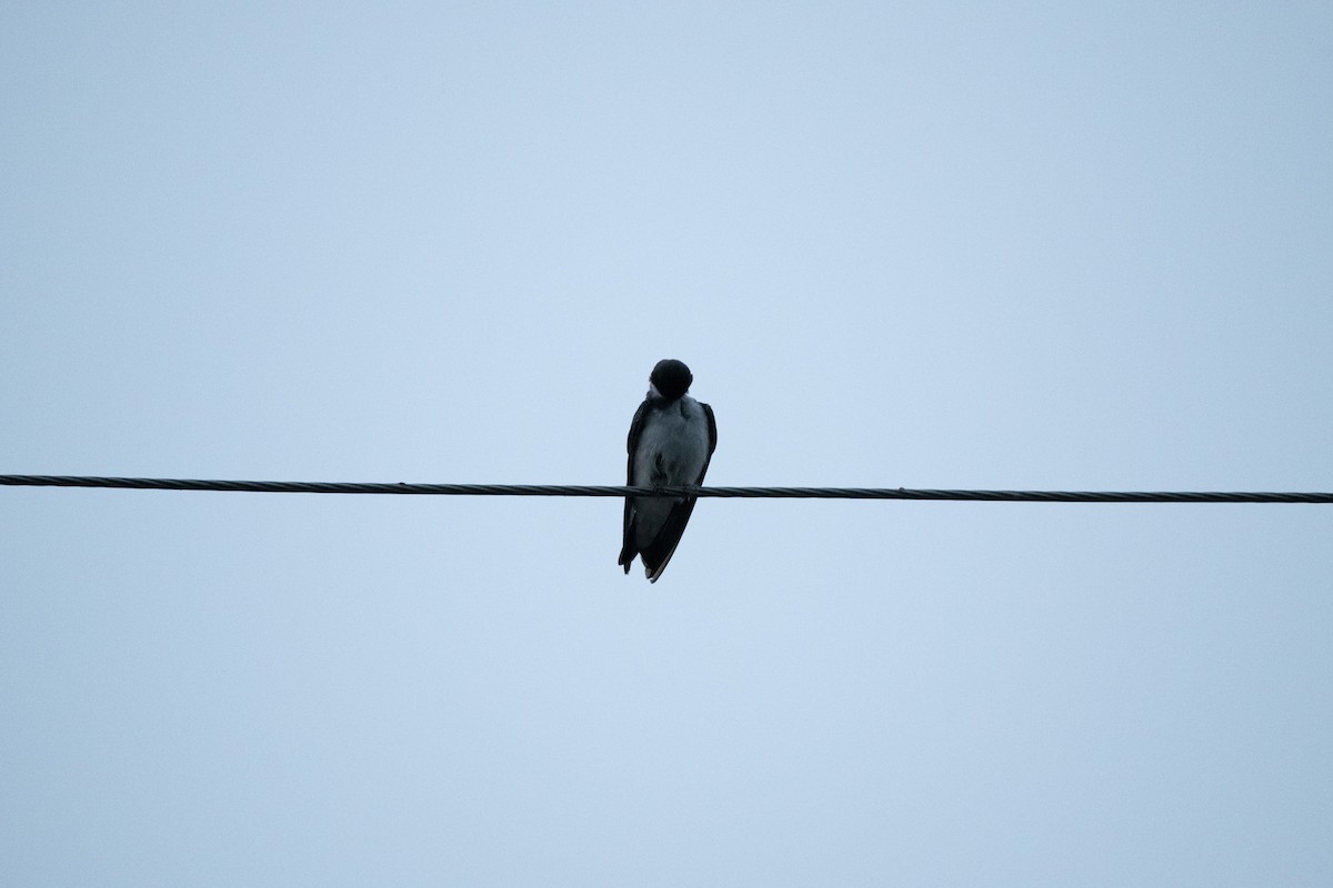 Tree Swallow - ML617156094