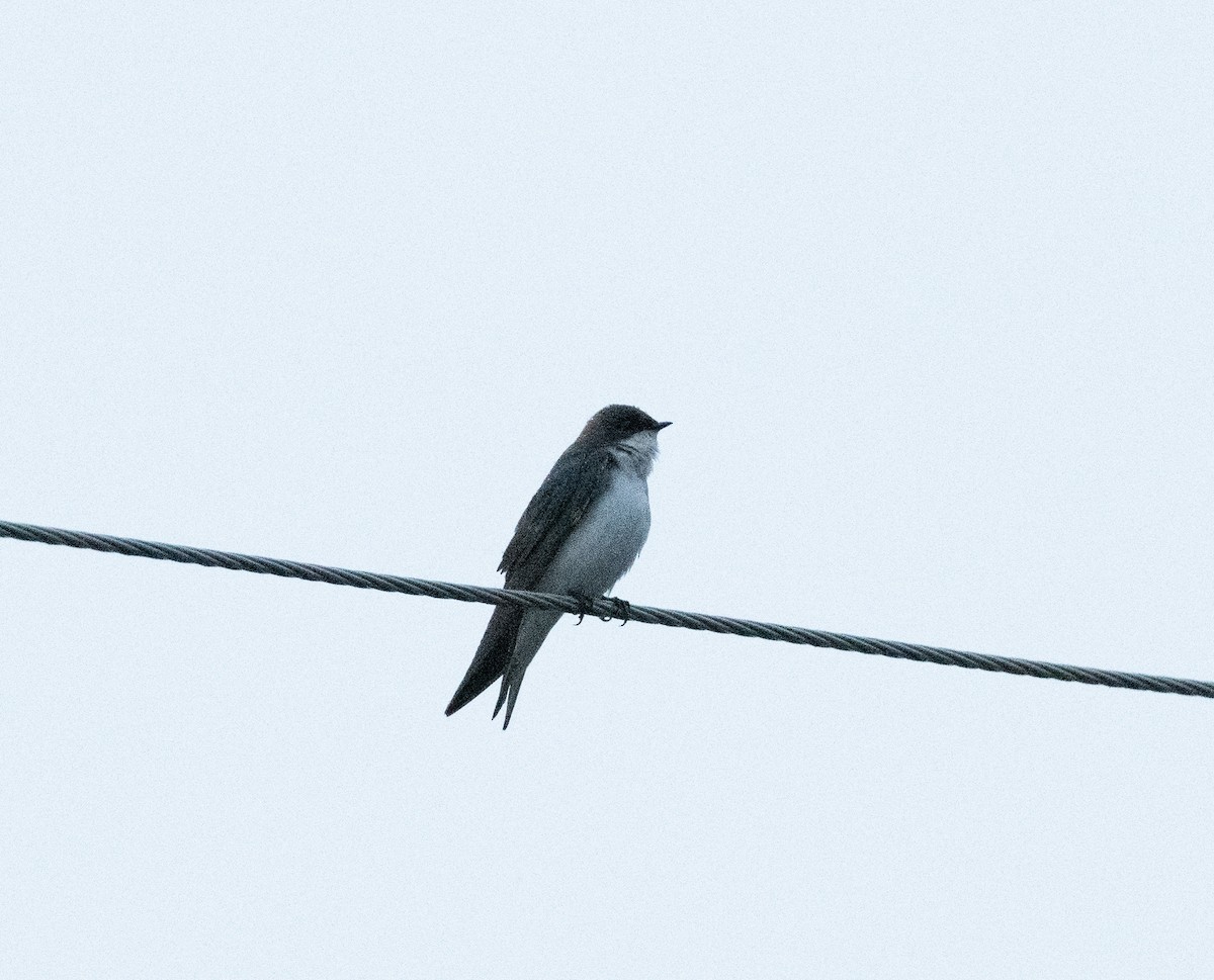 Tree Swallow - ML617156095