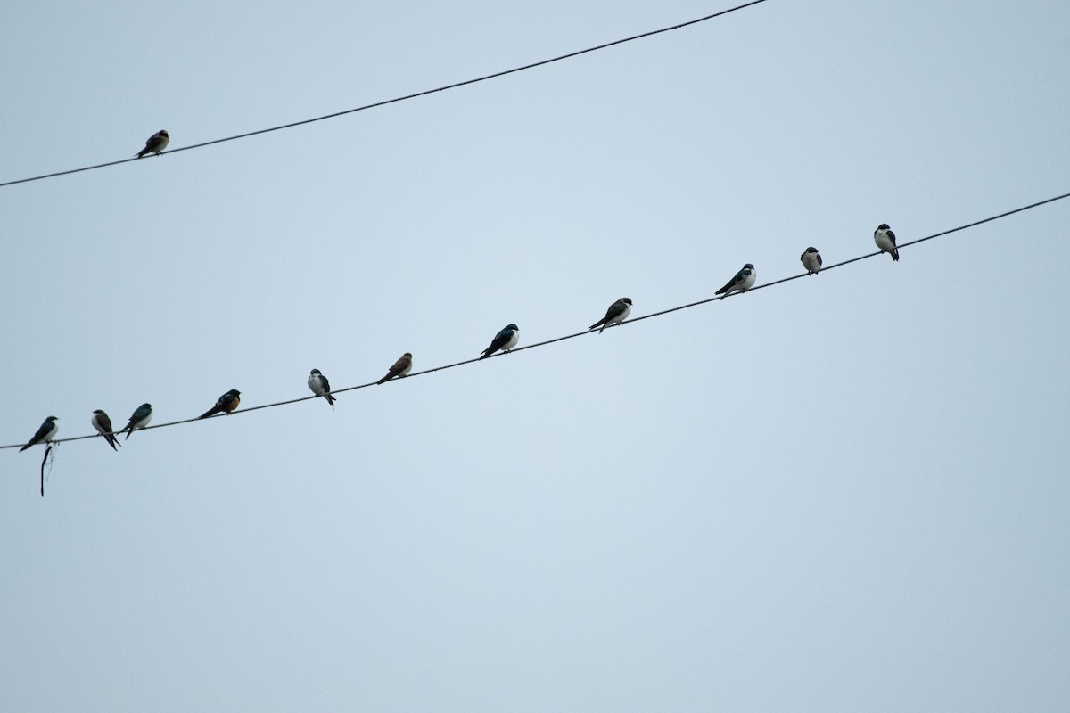 Tree Swallow - ML617156097