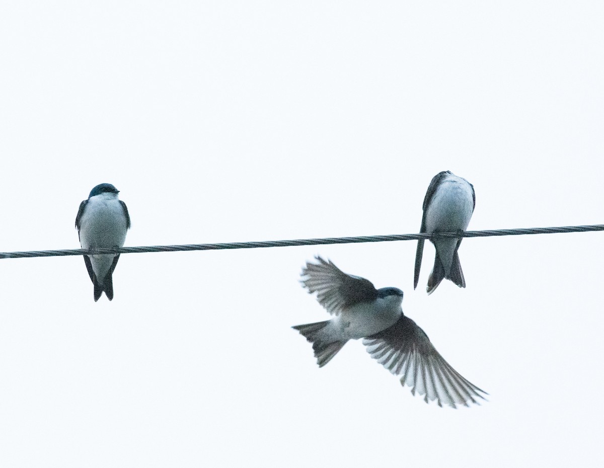 Tree Swallow - ML617156098
