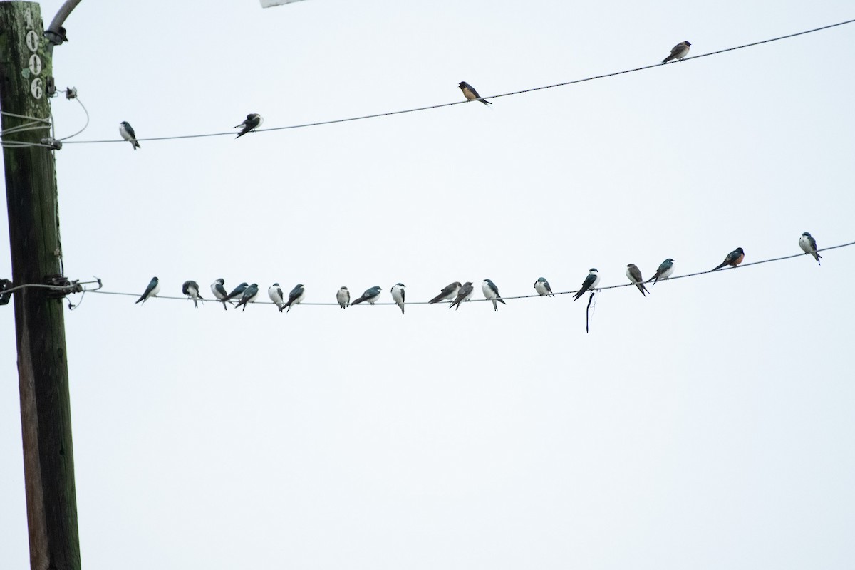 Tree Swallow - ML617156099
