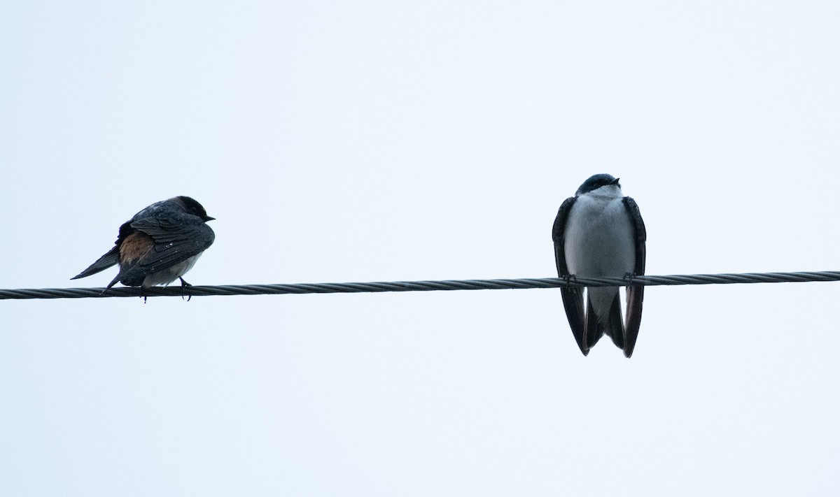 Tree Swallow - ML617156100