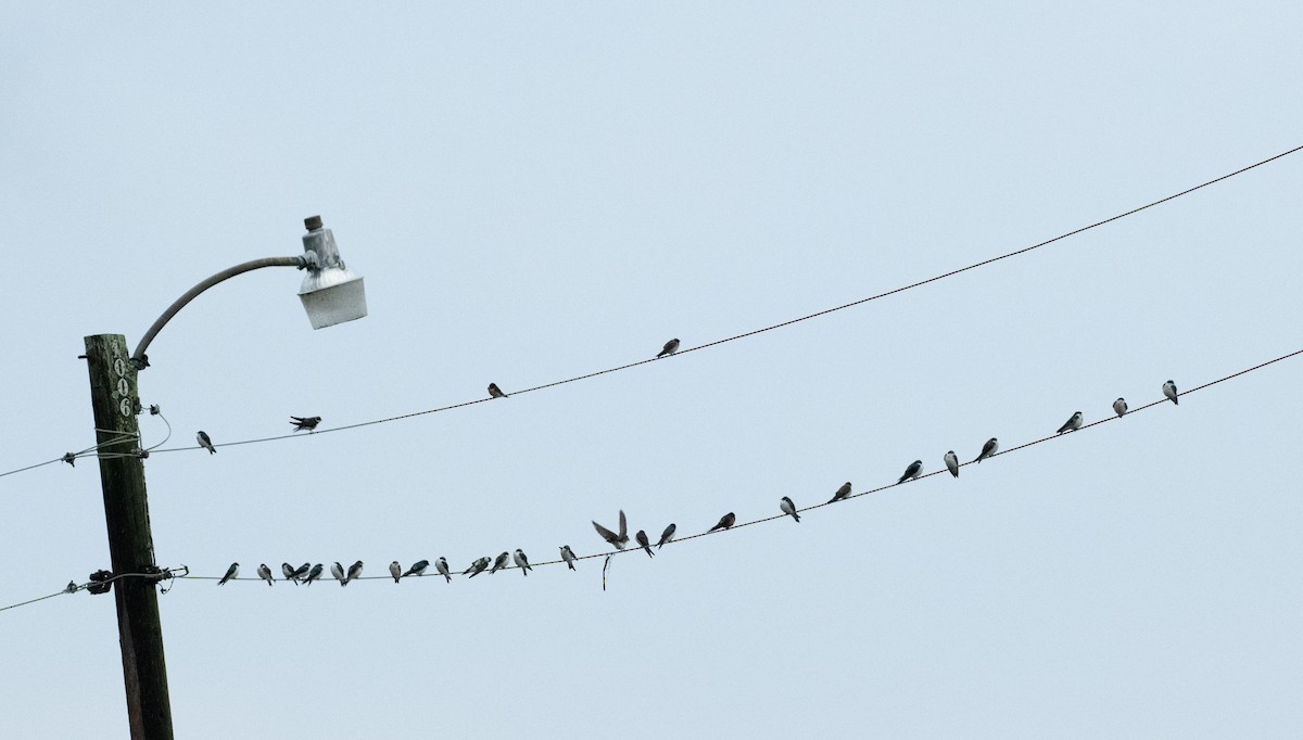 Tree Swallow - ML617156101