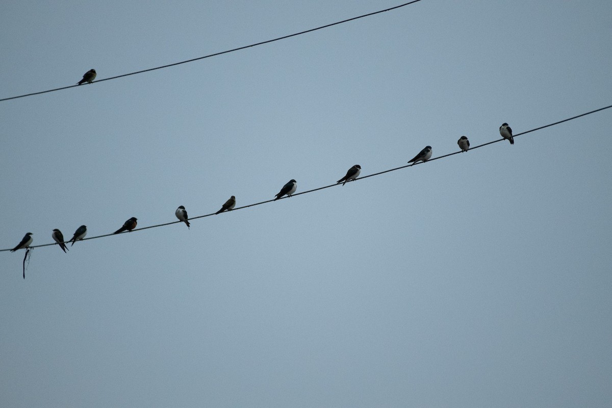 Tree Swallow - ML617156102