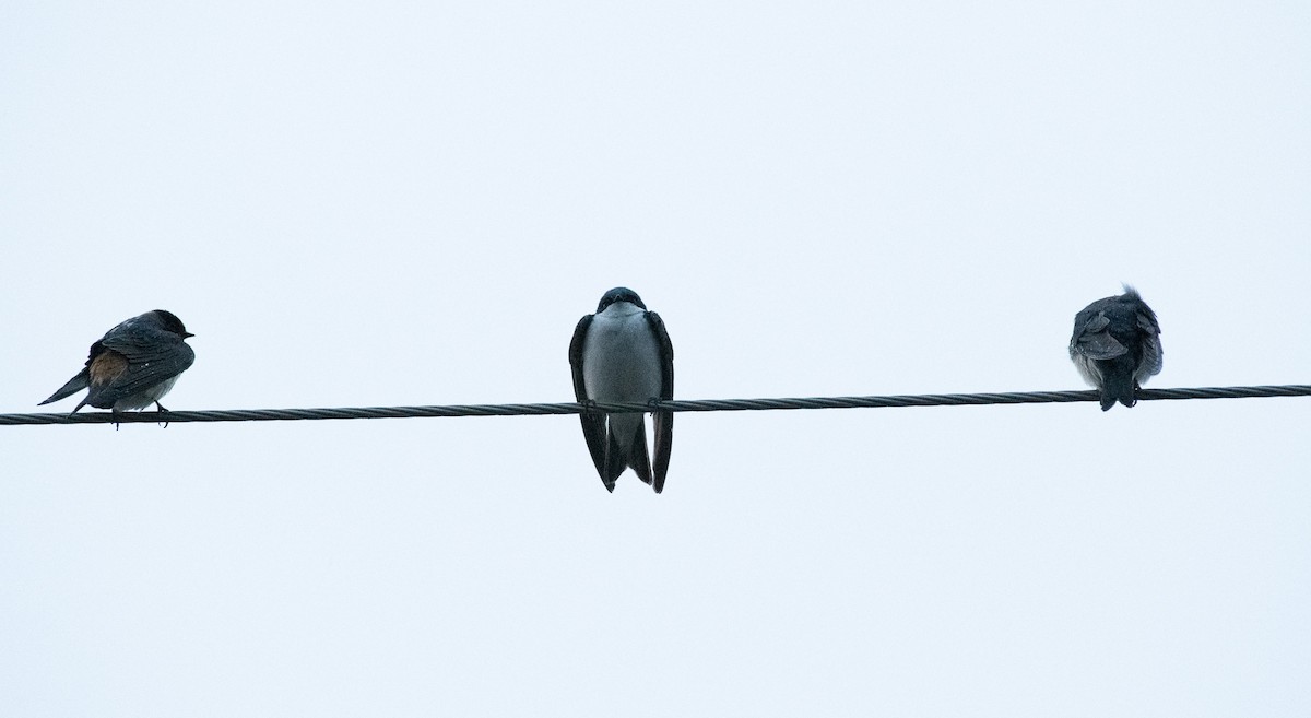 Tree Swallow - ML617156103