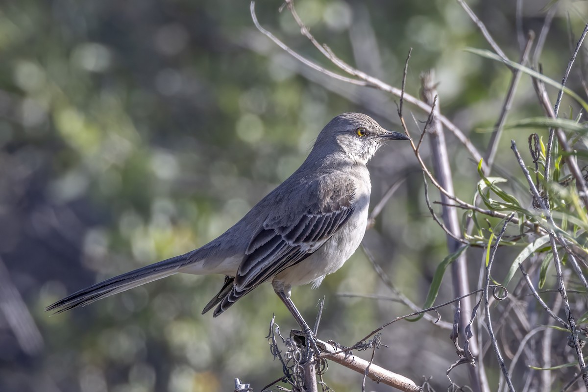 Northern Mockingbird - Diane Hoy