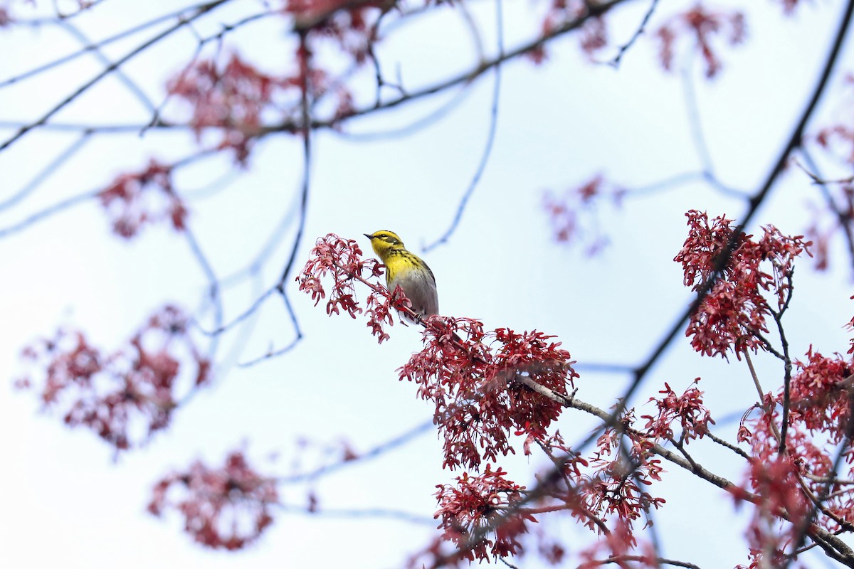 Townsend's Warbler - ML617156125