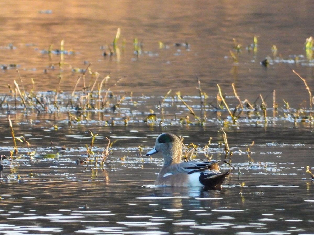 American Wigeon - ML617156178