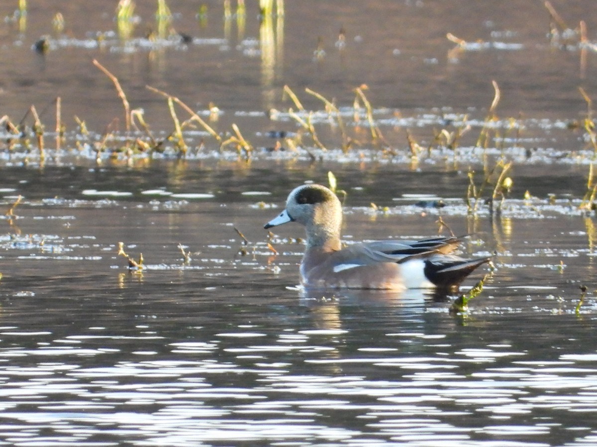 American Wigeon - ML617156179