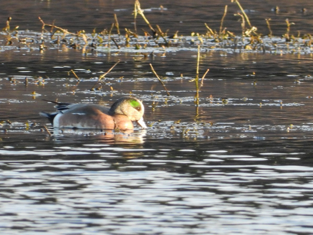 American Wigeon - ML617156180