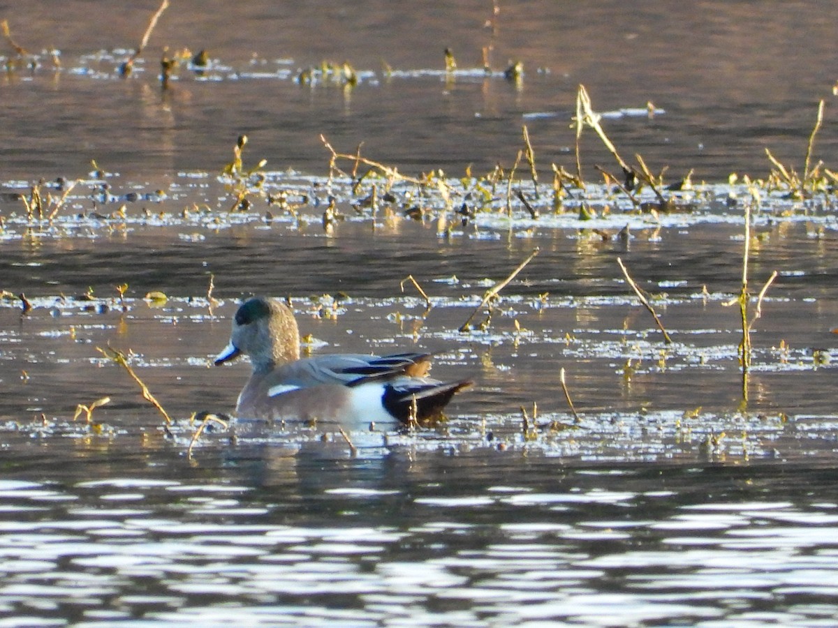 American Wigeon - ML617156181