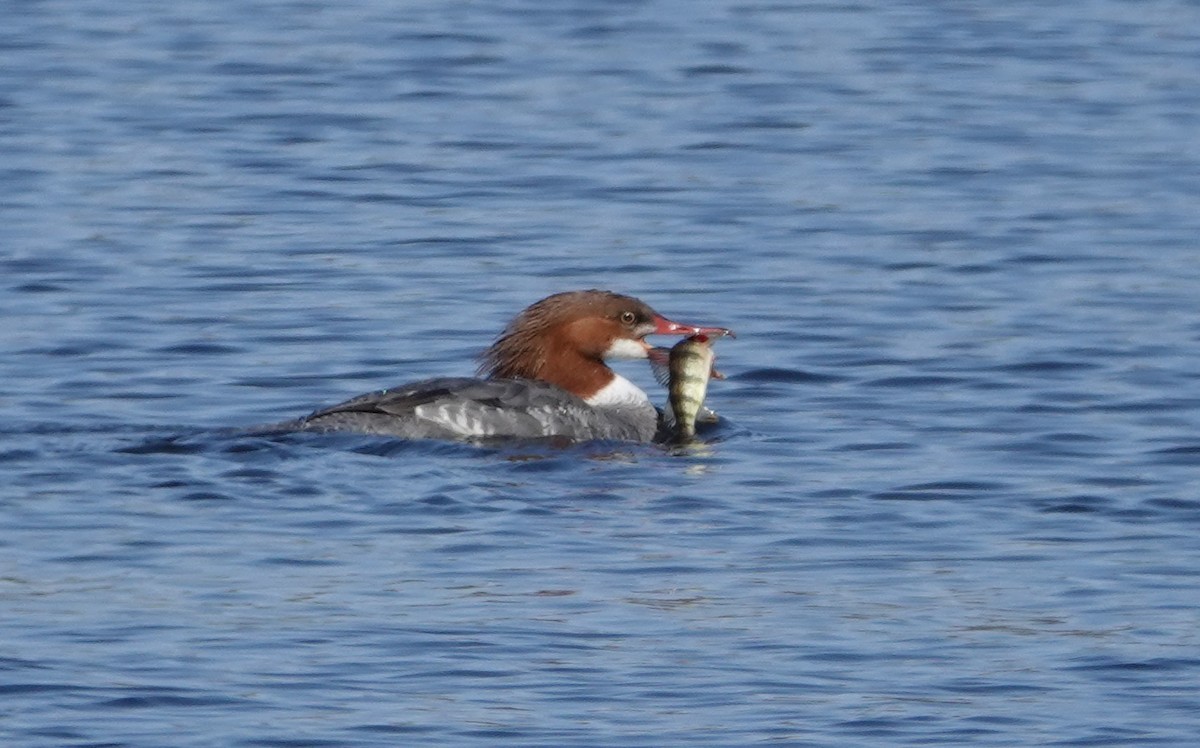 Common Merganser (North American) - Michael DeWispelaere